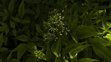 茶花园 微信图文设计中的静谧之美